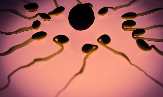 sperm-956482_640